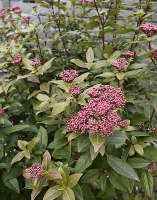 ビバーナム・ティヌス